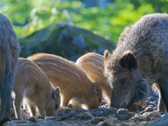Framed Print : Young boar, piglet. Wild Boar (Sus scrofa) in Forest. National Park Bavarian Forest Framed Print : Young boar, piglet. Wild Boar (Sus scrofa) in Forest. National Park Bavarian Forest