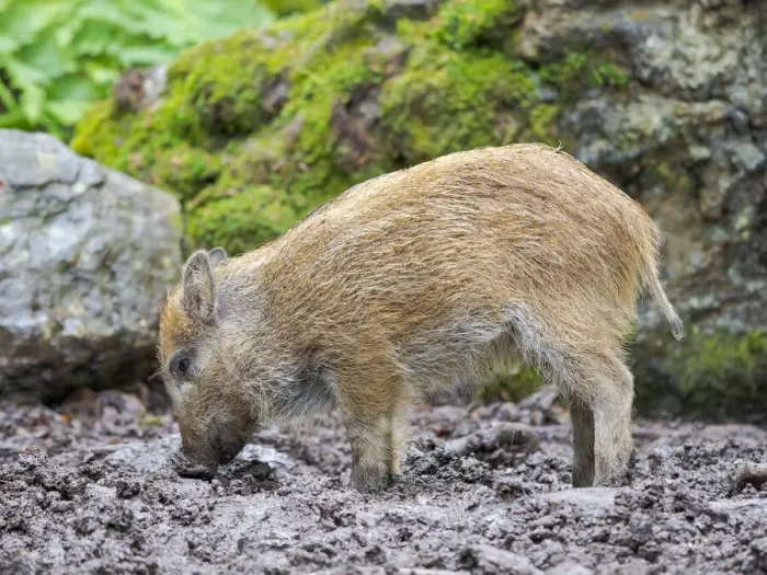 Framed Print : Young boar, piglet. Wild Boar (Sus scrofa) in Forest. National Park Bavarian Forest Framed Print : Young boar, piglet. Wild Boar (Sus scrofa) in Forest. National Park Bavarian Forest
