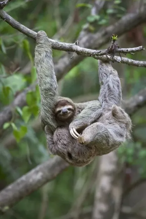 Framed Print : A young Brown-throated Sloth (Bradypus variegatus) nurses its baby while hanging