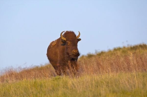 Young bull Bison in late light at the National Bison Range near Moeise, Montana