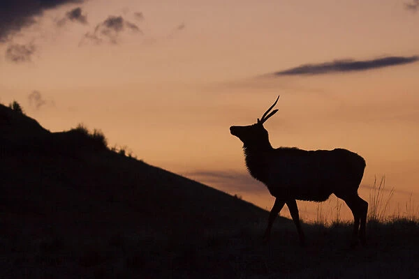 Young Bull Elk, Sunset Silhouette