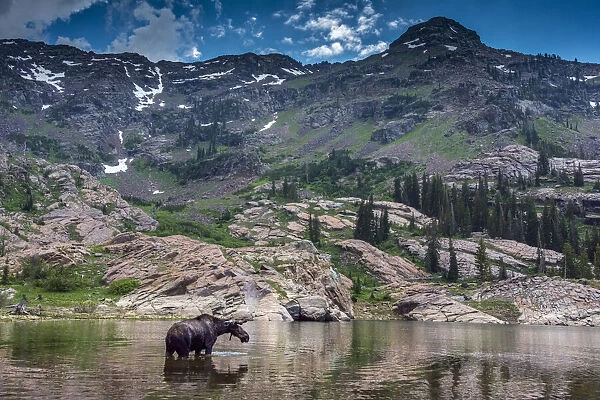 Young bull moose wading in Lake Lilian, Wasatch Mountains near Lake Blanche