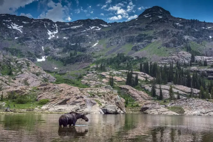 Framed Print : Young bull moose wading in Lake Lilian, Wasatch Mountains near Lake Blanche Framed Print : Young bull moose wading in Lake Lilian, Wasatch Mountains near Lake Blanche