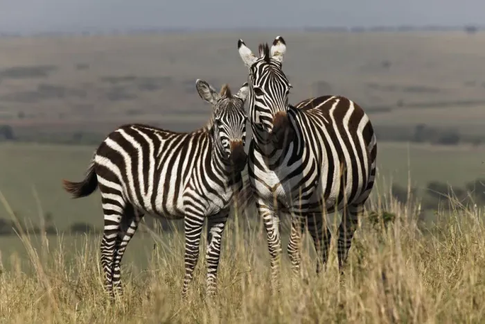 Framed Print : Young Burchells Zebra with adult female, Masai Mara, Kenya, Africa Framed Print : Young Burchells Zebra with adult female, Masai Mara, Kenya, Africa