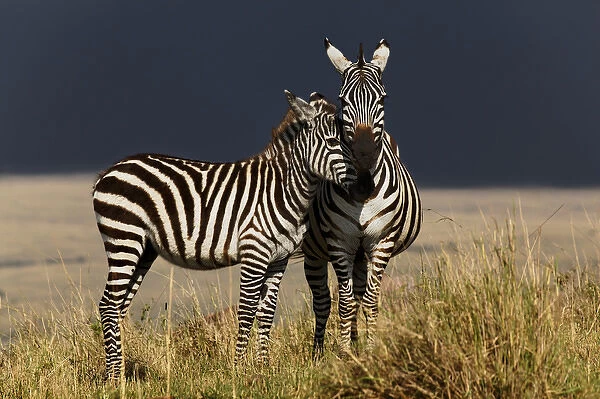 Young Burchells Zebra with adult female, Masai Mara, Kenya, Africa