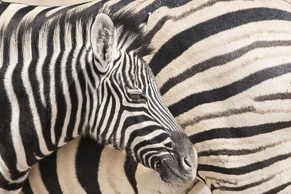 Young Burchells zebra, Equus quagga burchellii, nestles against its mother while they rest