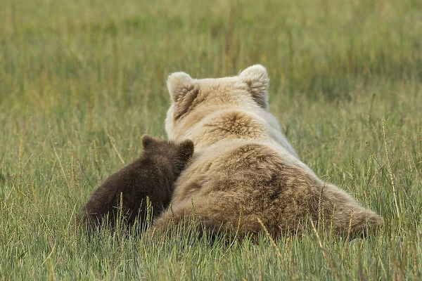Young coastal grizzly cub (Ursus arctos) leans against its mother while resting in a meadow