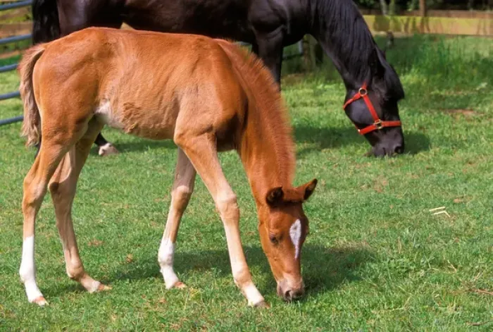 Framed Print : Young colt feeds in a field near a larger black horse
