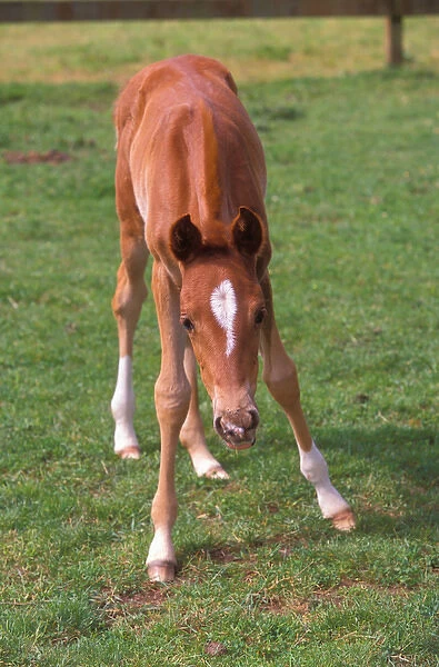 Young colt testing his unsteady legs in a green pasture