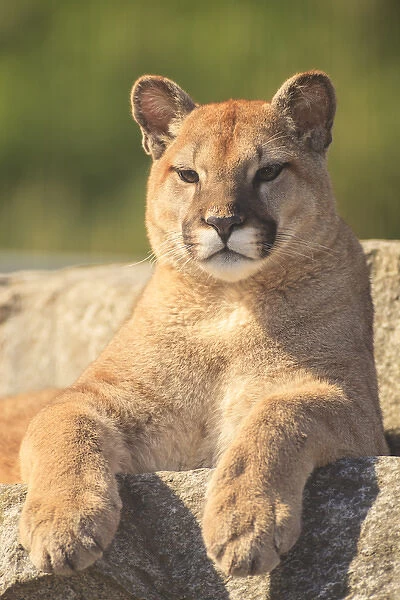 young Cougar (Puma concolor), Cougar Mountain Zoo, Issaquah, WA, USA