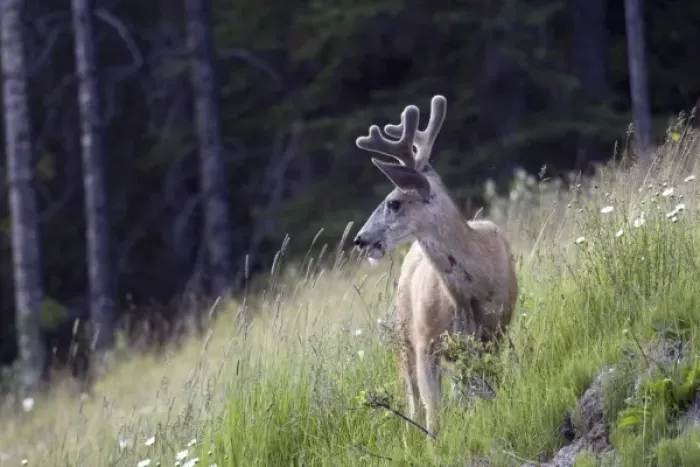 Framed Print : Young deer in Banff National Park, Alberta, Canada