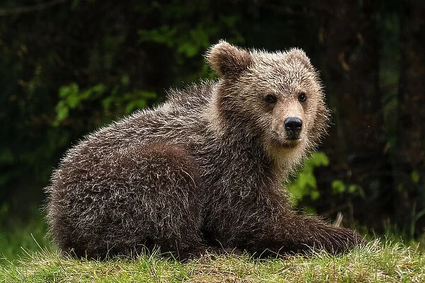 A young European brown bear, Ursus arctos, looking at the camera. Notranjska, Slovenia