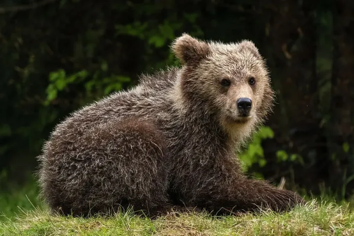 Framed Print : A young European brown bear, Ursus arctos, looking at the camera. Notranjska, Slovenia