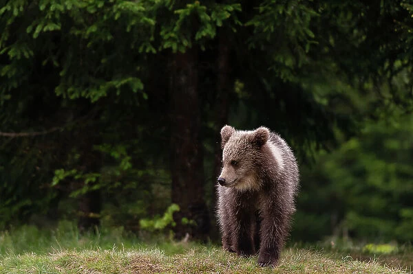 A young European brown bear, Ursus arctos, walking. Notranjska, Slovenia