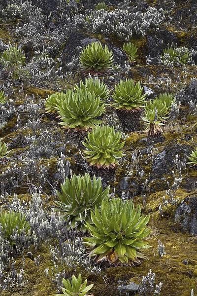 Young Giant Groundsels (Dendrosenecio, Tree Senecio) in the Rwenzoris at Mt. Speke