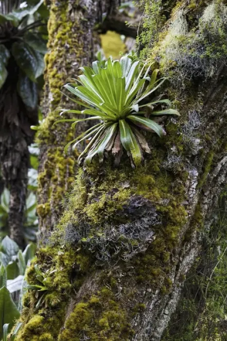 Framed Print : Young Giant Lobelia (Lobelia wollastonii) in the high mountains of the Rwenzoris, Uganda