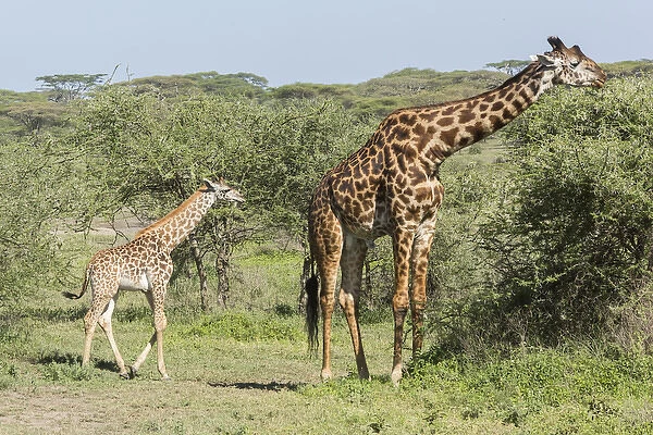 Young giraffe colt follows its huge father, who is eating acacia leaves from the tops of trees