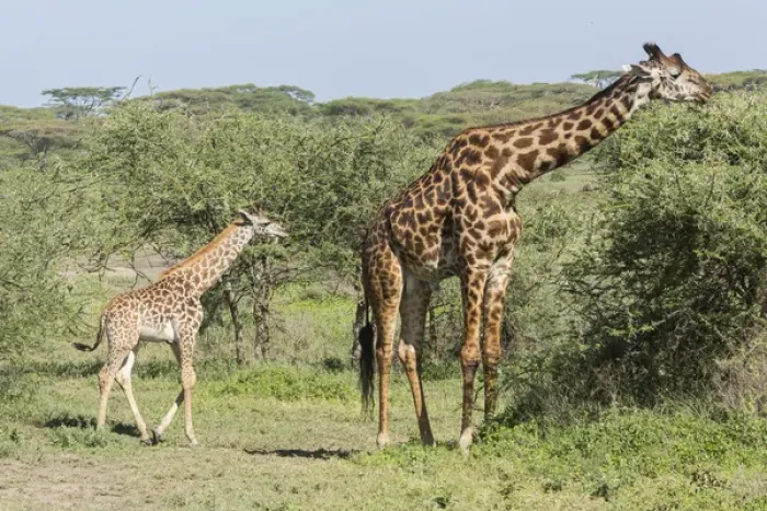 Framed Print : Young giraffe colt follows its huge father, who is eating acacia leaves from the tops of trees Framed Print : Young giraffe colt follows its huge father, who is eating acacia leaves from the tops of trees