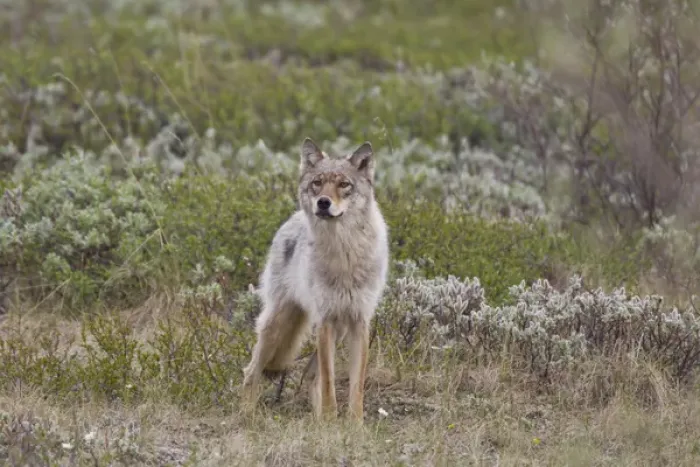 Framed Print : A young gray wolf from the Grant Creek Pack in Denali National Park trots across Framed Print : A young gray wolf from the Grant Creek Pack in Denali National Park trots across