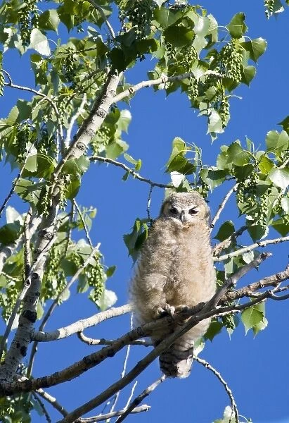 Young great horned owlet in cottonwood tree at Theodore Roosevelt National Park in