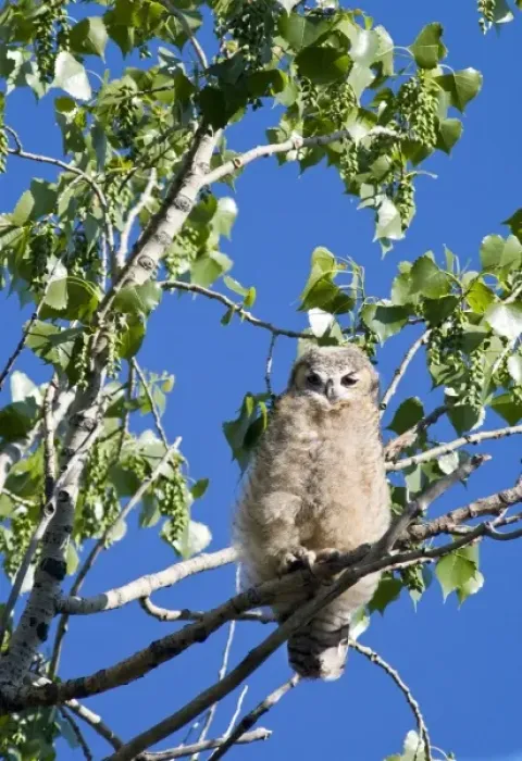 Framed Print : Young great horned owlet in cottonwood tree at Theodore Roosevelt National Park in