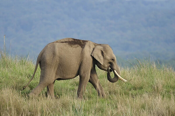 Young Indian Elephant on the move, Corbett National Park, India