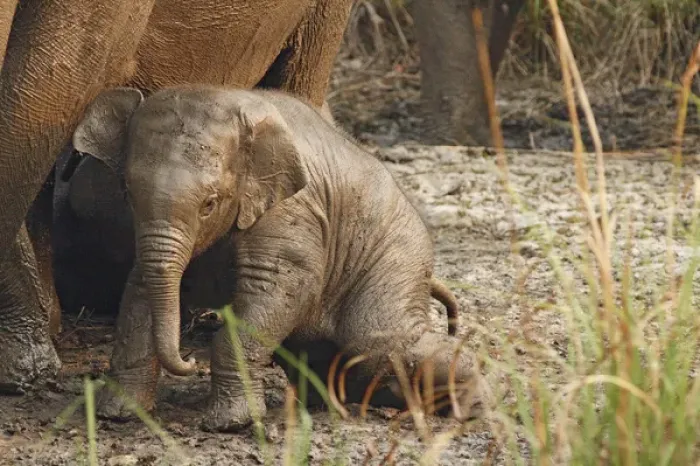 Framed Print : Young one of Indian Elephant mud-wallowing, Corbett National Park, India
