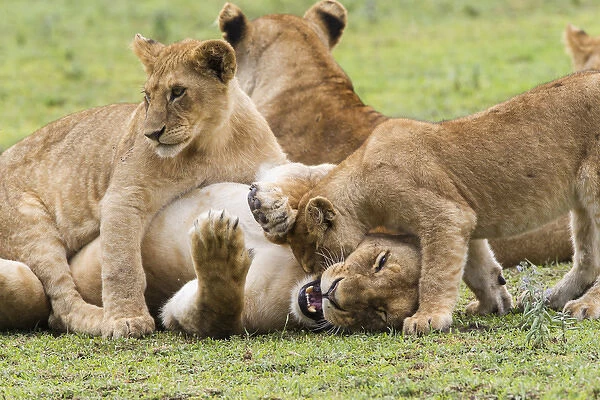 Two young lion cubs play fight, attacking and lying on a thirds on its back lying on the grass