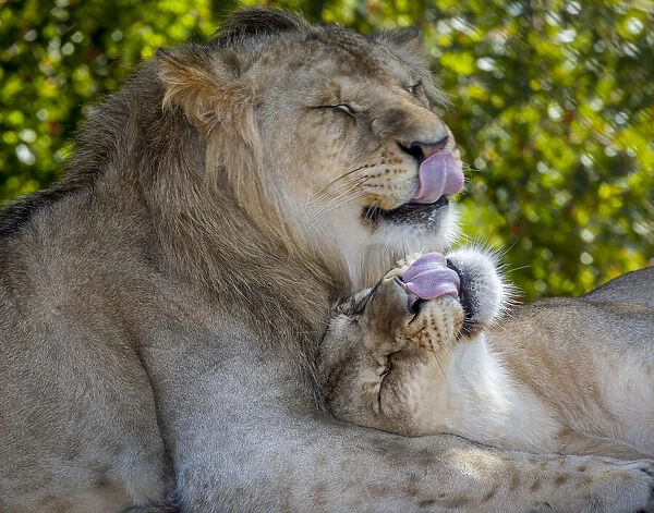 Two young lions trade licks at a local zoo