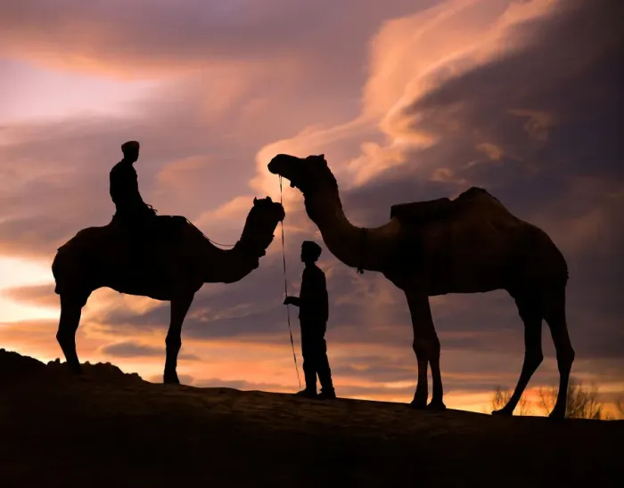 Framed Print : Young men and camels at sunset in the Rajasthan desert, Pushkar, India