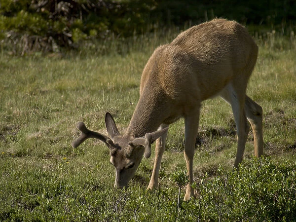Young mule deer bucks grazing near Tuolumne River, Yosemite National Park, California