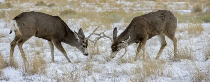 Framed Print : Young mule deer bucks play fighting, Rawlins, Wyoming, USA Framed Print : Young mule deer bucks play fighting, Rawlins, Wyoming, USA