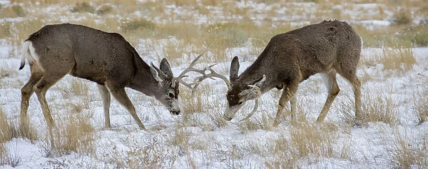 Young mule deer bucks play fighting, Rawlins, Wyoming, USA