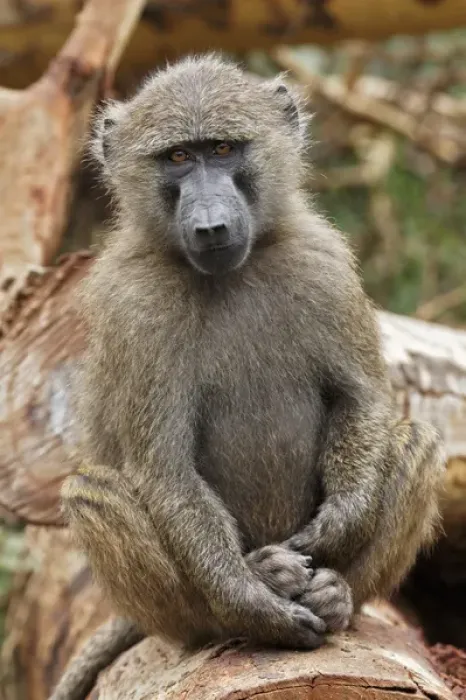 Framed Print : Young Olive Baboon, Lake Nakuru National Park, Kenya, Africa Framed Print : Young Olive Baboon, Lake Nakuru National Park, Kenya, Africa