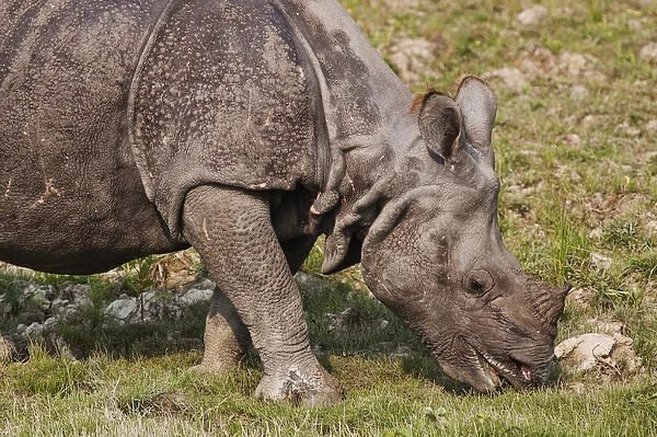 Young One-horned Rhinoceros feeding, Kaziranga National Park, India