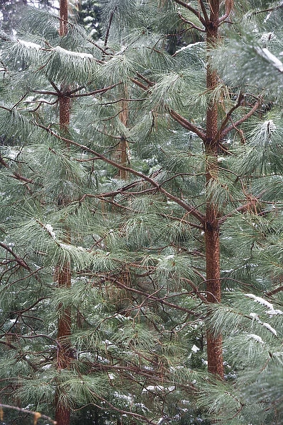 Young Ponderosa Pine trees (Pinus benthamiana Hartw. ) covered with snow - Yosemite National Park