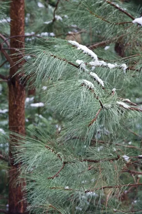 Framed Print : Young Ponderosa Pine trees (Pinus benthamiana Hartw. ) covered with snow - Yosemite National Park