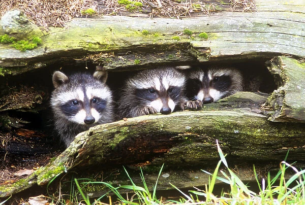 Three Young Raccoons in a Hollow Log
