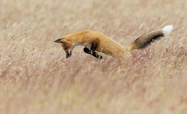 Young red fox hunting