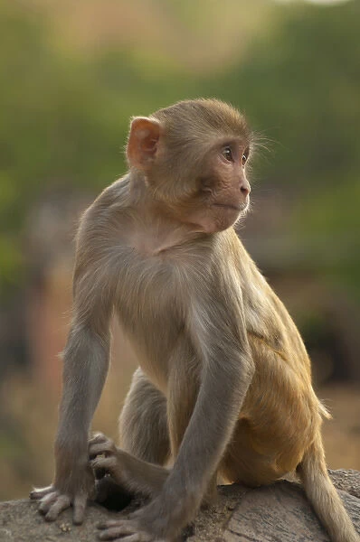 Young Rhesus monkey, Monkey Temple, Jaipur, Rajasthan, India