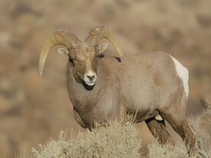 Framed Print : Young Rocky Mountain bighorn ram during the rut along the Rio Grande River Canyon, New Mexico Framed Print : Young Rocky Mountain bighorn ram during the rut along the Rio Grande River Canyon, New Mexico