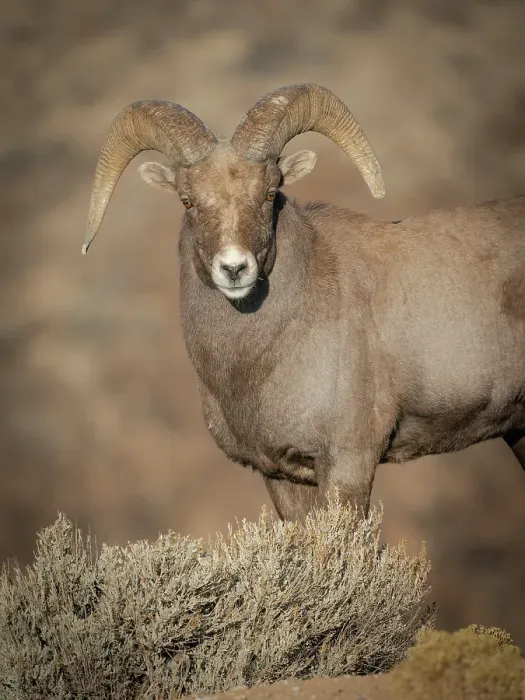 Framed Print : Young Rocky Mountain bighorn ram during the rut along the Rio Grande River Canyon, New Mexico