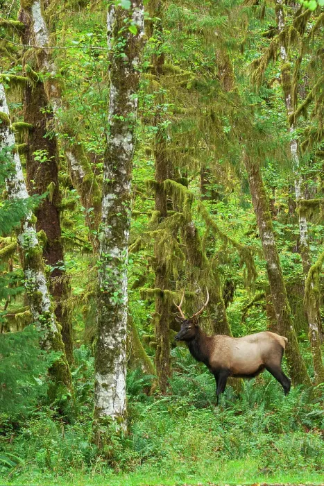 Framed Print : Young Roosevelt bull elk, rainforest shades of green, Olympic Peninsula, Washington State, USA