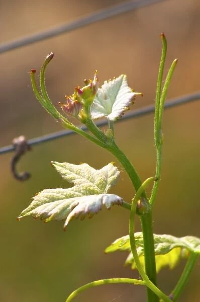 Very young small leaves in spring on the tip of a Merlot vine Chateau Paloumey Haut-Medoc