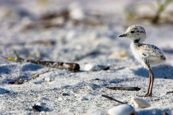 Young Snowy Plovers (Charadrius alexandrinus) leave their nest within three hours of hatching