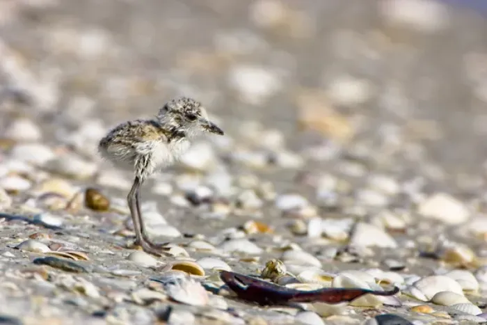 Framed Print : Young Snowy Plovers (Charadrius alexandrinus) leave their nest within three hours of hatching