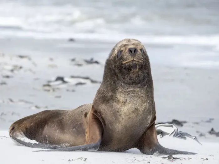 Framed Print : Young South American sea lion bull on sandy beach. South America, Falkland Islands