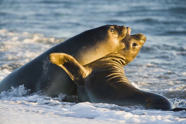 young southern elephant seals (Mirounga leonina) playing in surf