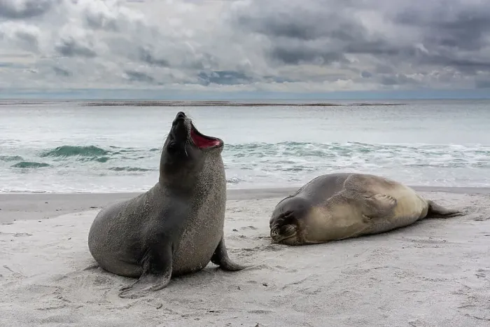 Framed Print : Young southern elephant seals, Mirounga leonina, resting on a beach. Sea Lion Island, Falkland Islands Framed Print : Young southern elephant seals, Mirounga leonina, resting on a beach. Sea Lion Island, Falkland Islands