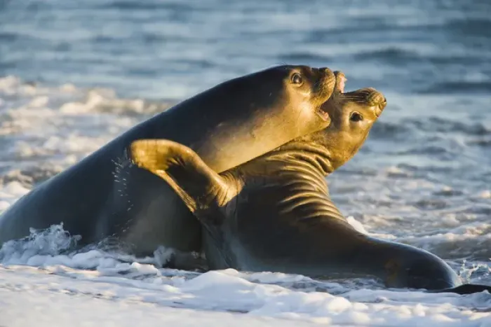 Framed Print : young southern elephant seals (Mirounga leonina) playing in surf Framed Print : young southern elephant seals (Mirounga leonina) playing in surf